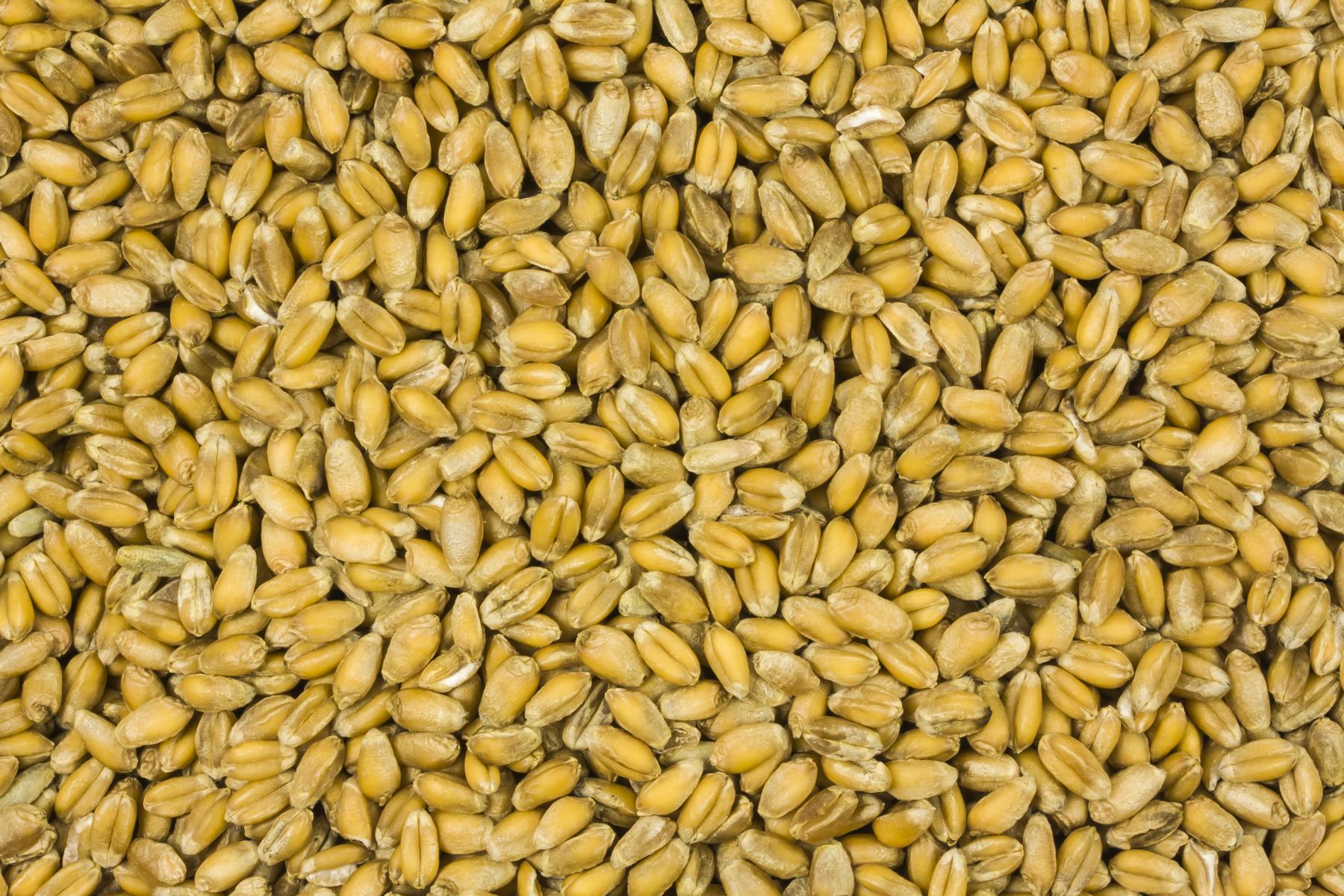 Blé Biologique 25kg