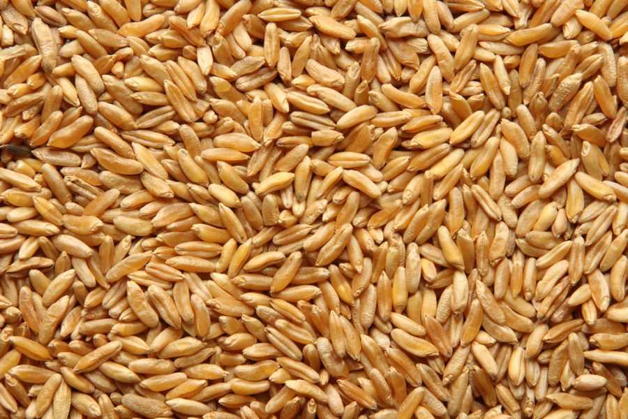 Blé Khorasan KAMUT® Biologique 25kg