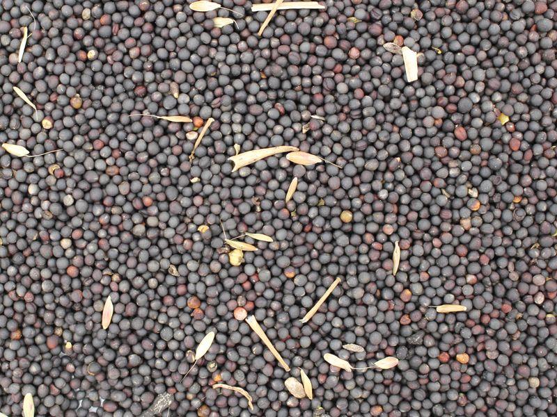 Graines de colza bio pour huile (faibles en acide érucique) 25kg