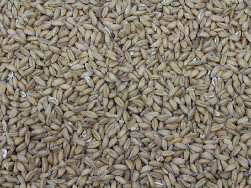 Épeautre bio 25kg