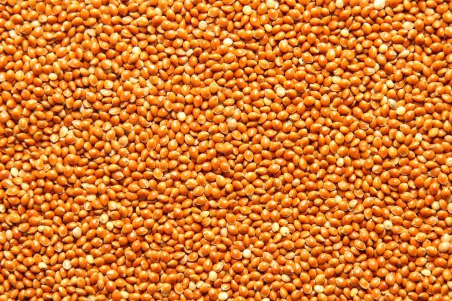 Millet brun biologique 25kg