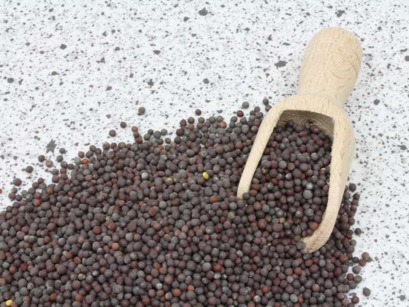 Graines de moutarde brunes bio entières 25kg